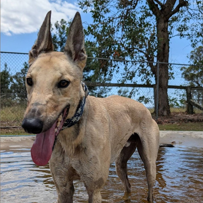 Photo of Oakie The Greyhound
