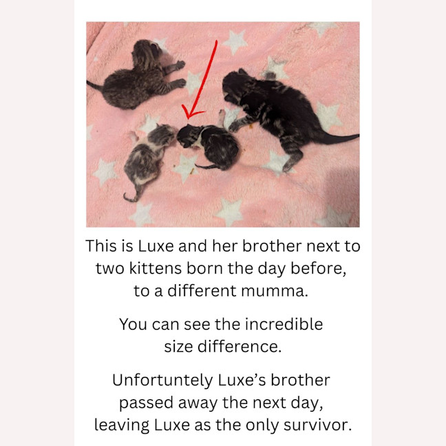Photo of Luxe