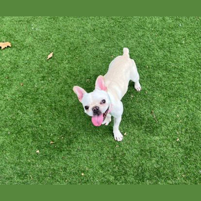 Photo of Buttercup