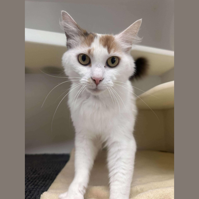 Photo of 🍹 Mimosa 5729 🍹