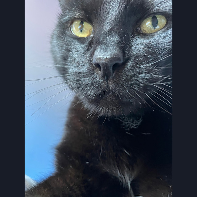 Photo of Atticus