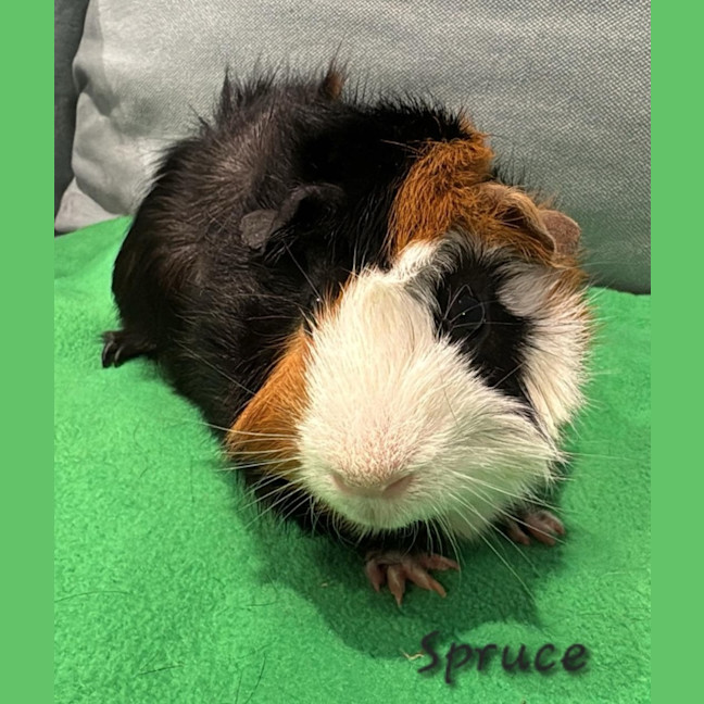 Photo of Spruce