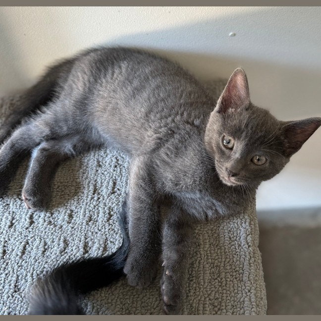 Photo of Odin