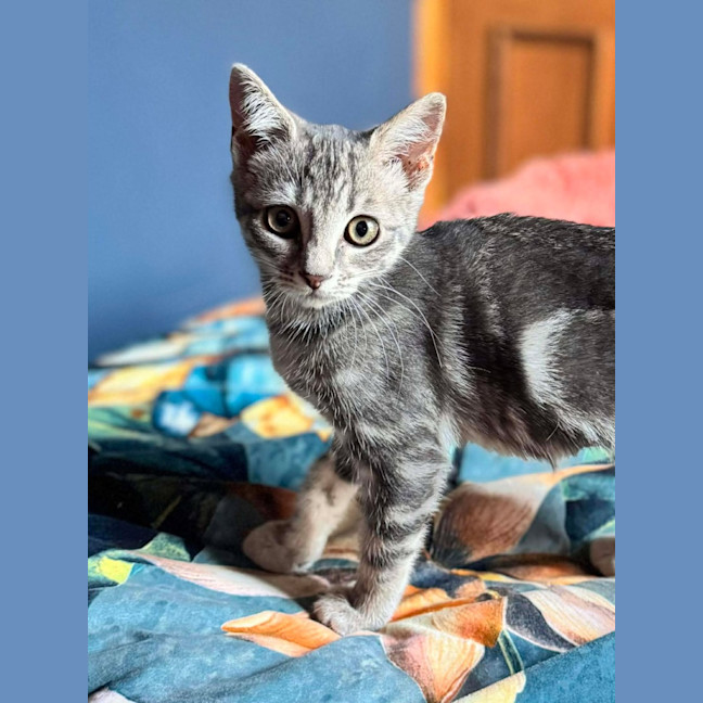 Photo of 🐾 Cinnamon 🐾