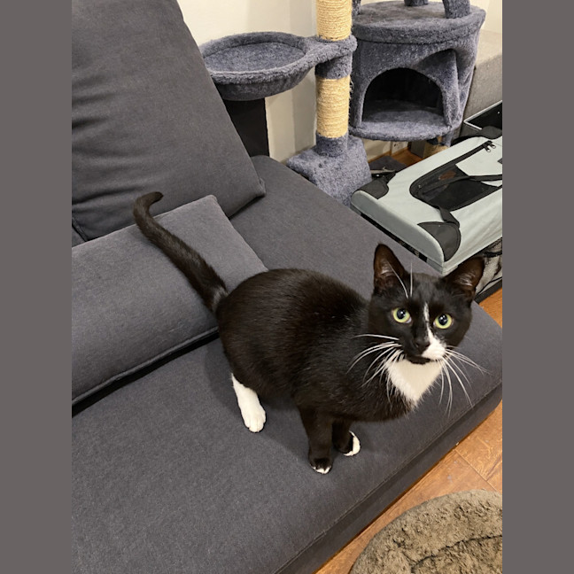 Photo of Toothless