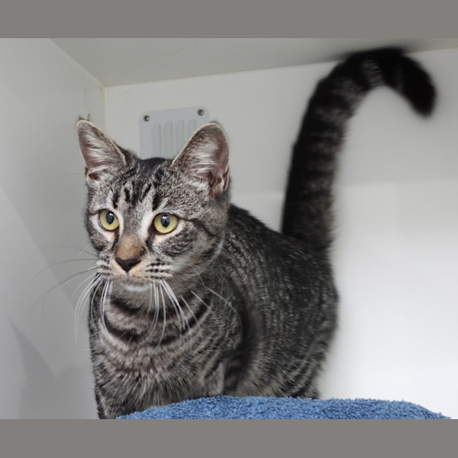 Photo of Kite