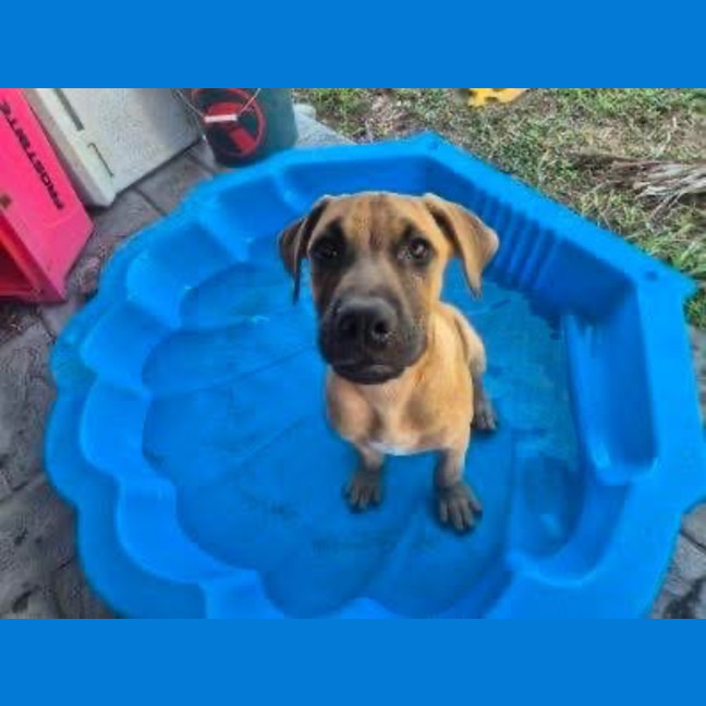Photo of Pup