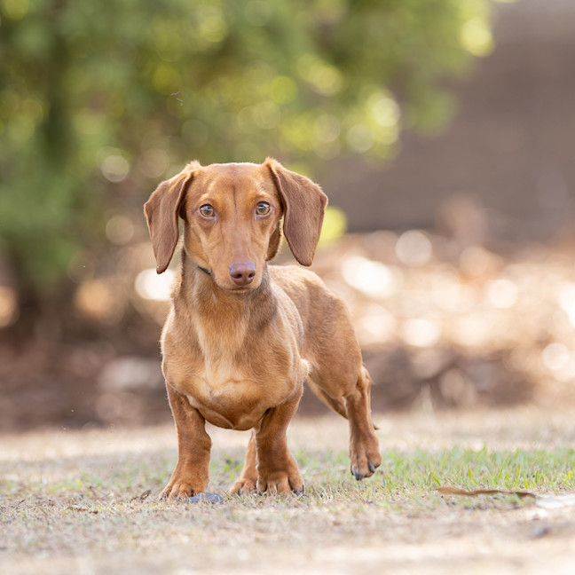 Photo of Milo