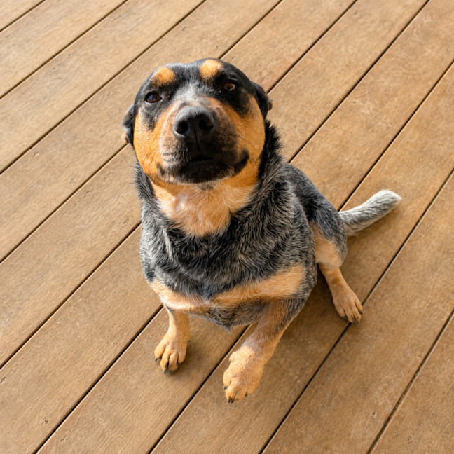 Photo of Roxy