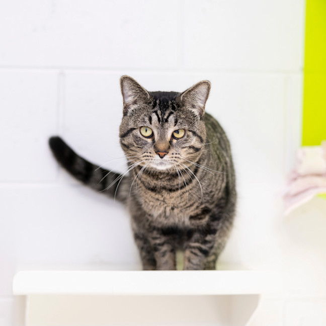 Photo of Purcey (Previously Pilot)