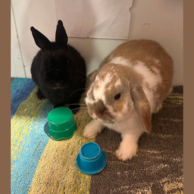 Photo of Lola & Mitsy