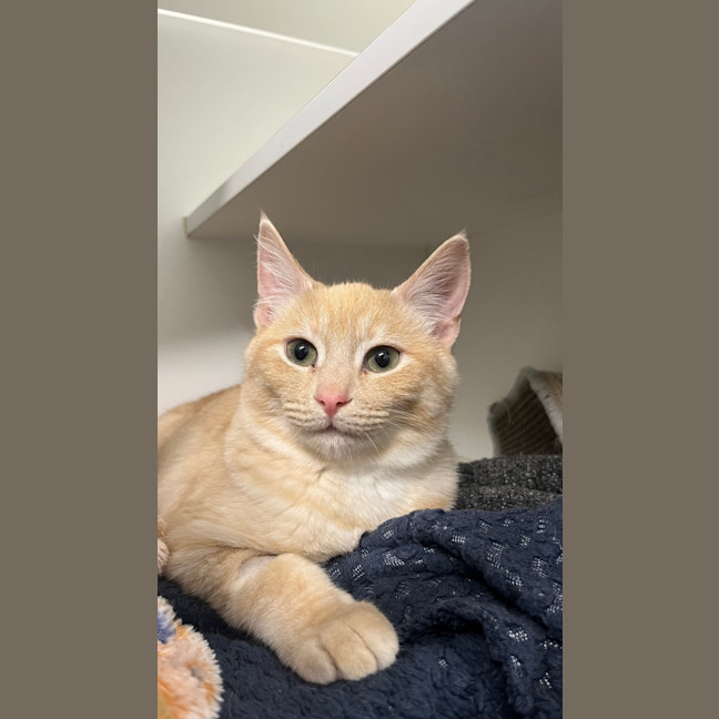 Photo of Cannoli