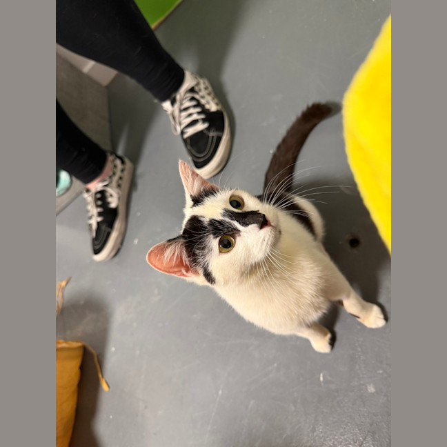 Photo of Minou (Was Little Girl)