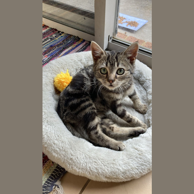 Photo of Harley 
