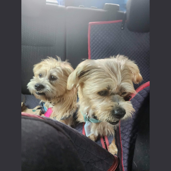 Photo of Motzy And Buddy.