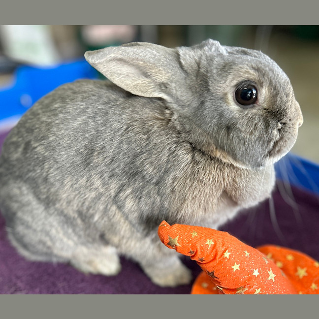 Photo of Casper (Bonded With Ghost)