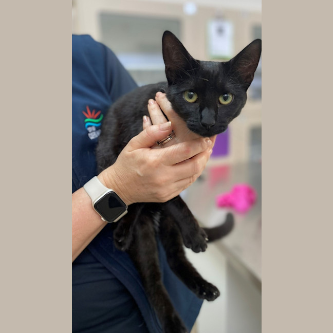 Photo of Phoebe (9996)