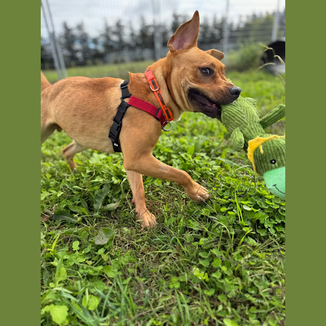 Photo of Arlo