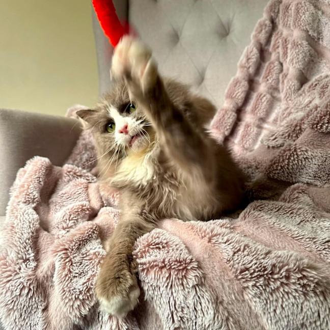 Photo of Jasper   In Foster Care In Templestowe