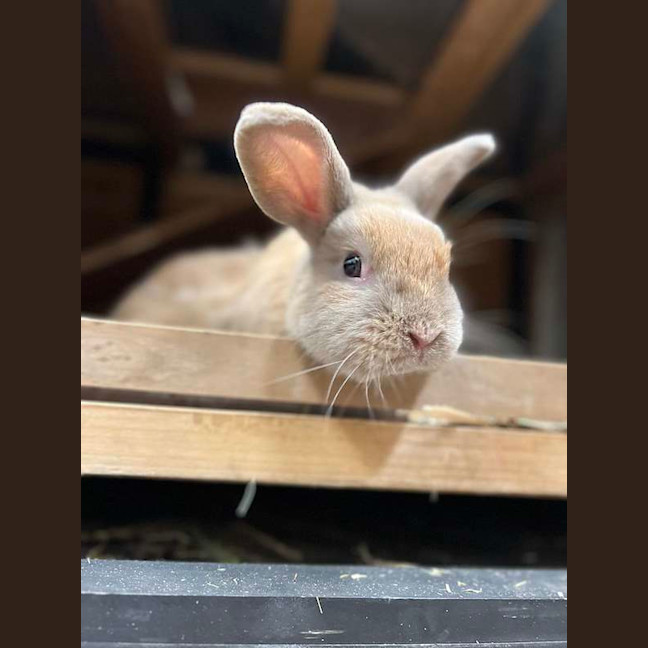 Photo of Simba