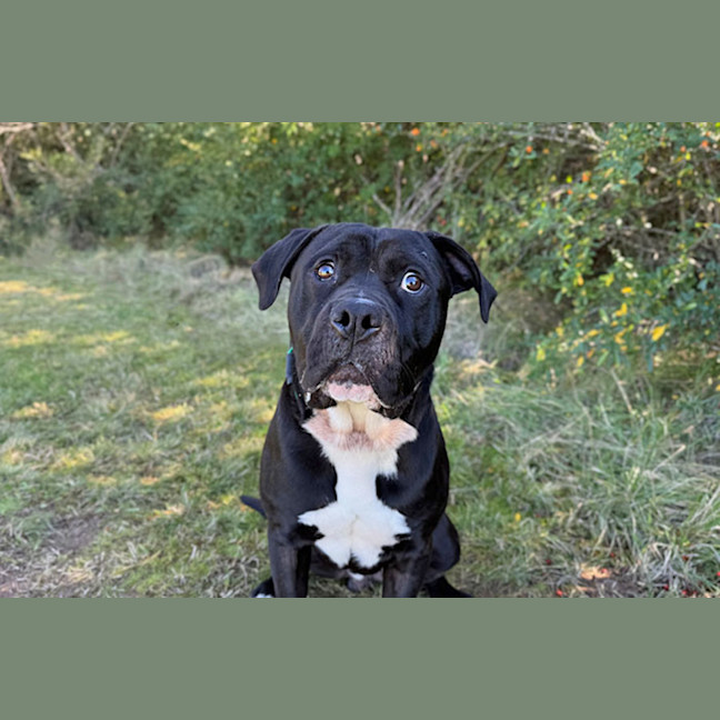 Photo of Archie