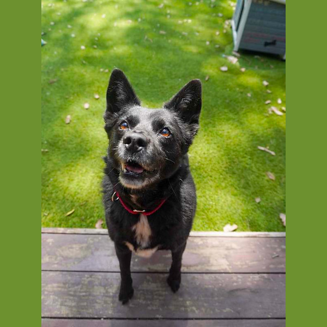 Photo of Roxy