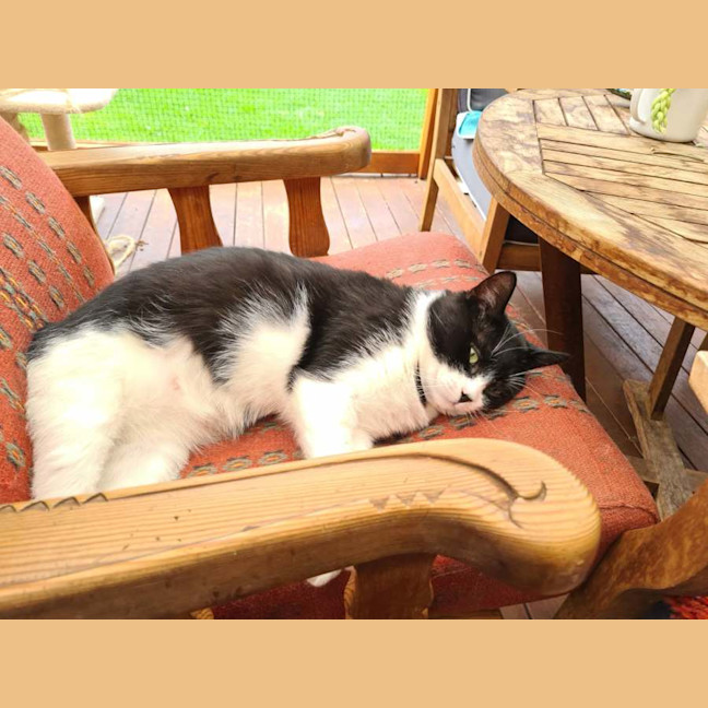 Photo of Bruce* 9 Lives Project Rescue*