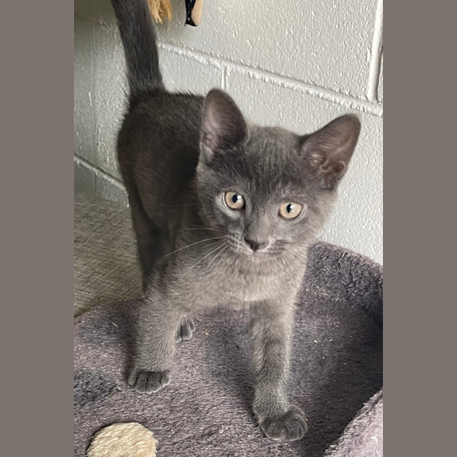 Photo of Odin