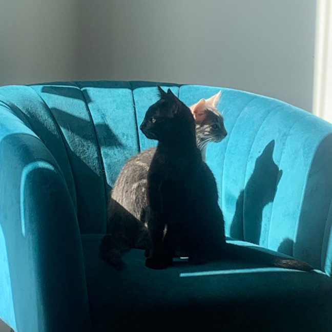 Photo of Jay 🐈‍⬛