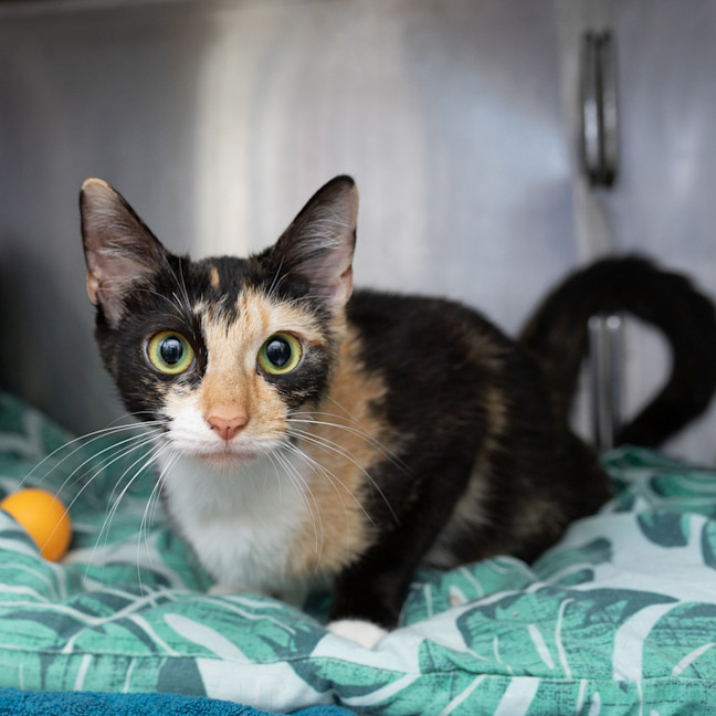 Photo of Callie