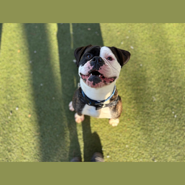 Photo of Buddy