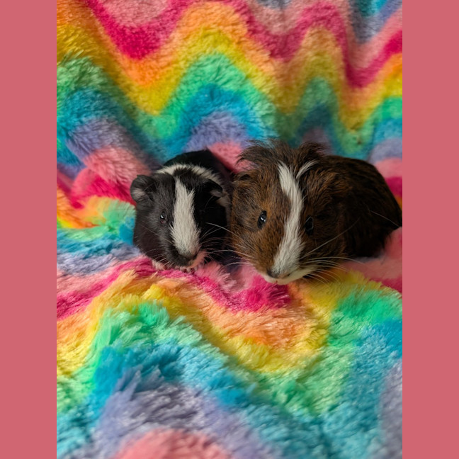 Photo of Soy / Satay