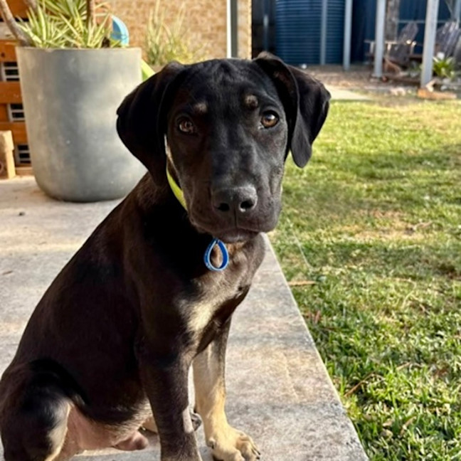 Photo of Apollo