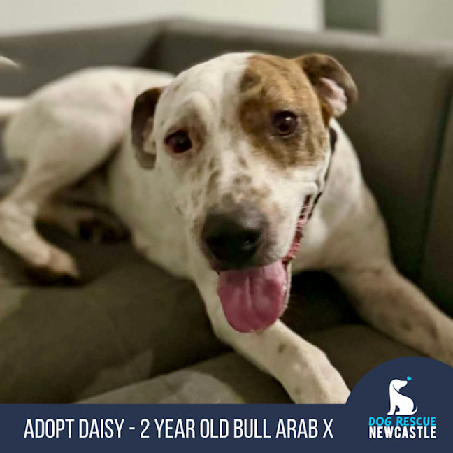 Photo of Daisy   2 Year Old Bull Arab X