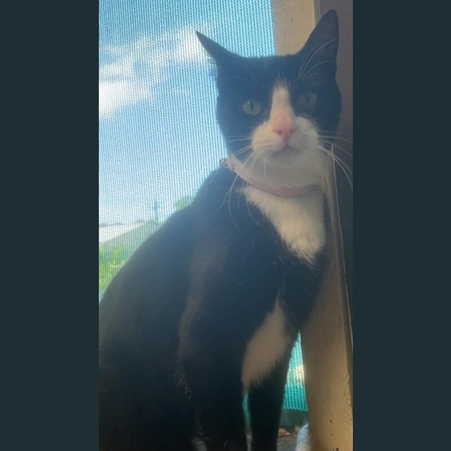 Photo of Kitty