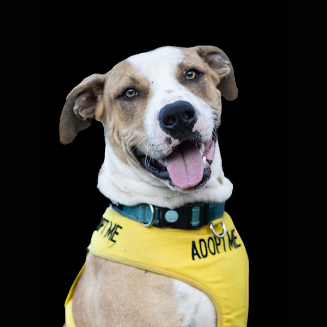 Photo of Bolt