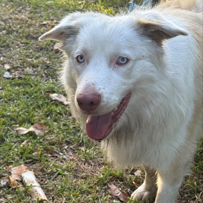 Photo of Aspen