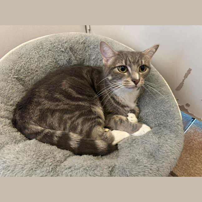 Photo of Daisy (Empty The Nest $50 Adoption Special )