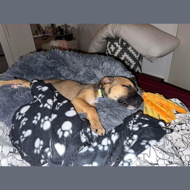 Photo of Athena   10 Week Old Kelpie X