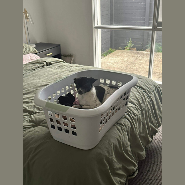 Photo of Jiminy Cricket