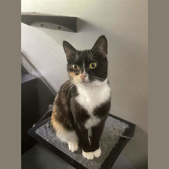 Photo of Cleocatra