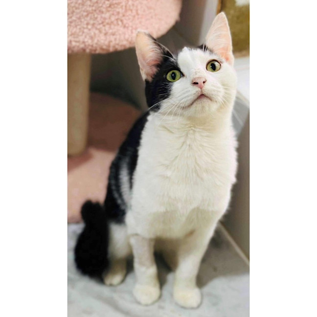 Photo of 11056   Snap