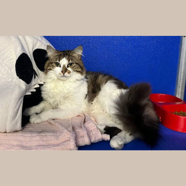 Photo of Flynn Rider