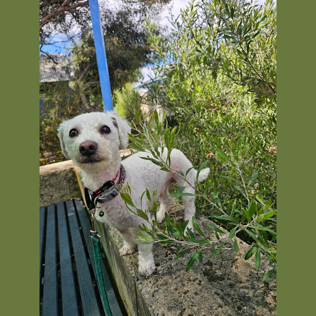 Photo of Fern