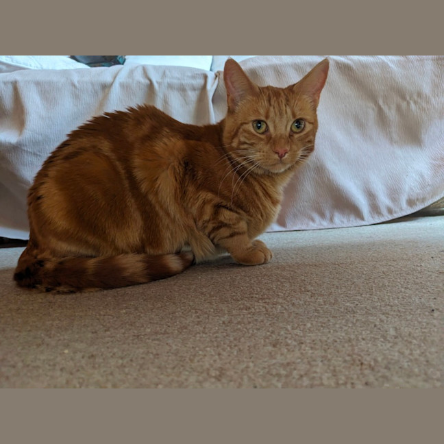 Photo of Quinn, Artemis & Ginge