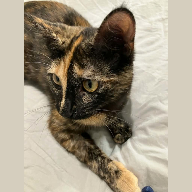 Photo of Fittonia ** 2nd Chance Cat Rescue**