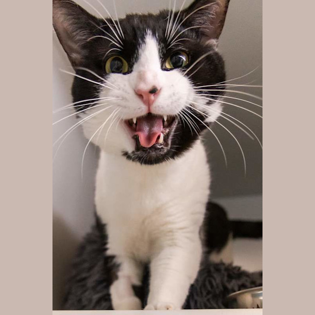 Photo of Krumm