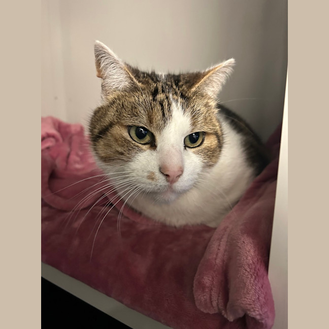 Photo of Goose
