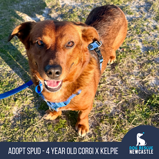 Photo of Spud   4 Year Old Corgi X