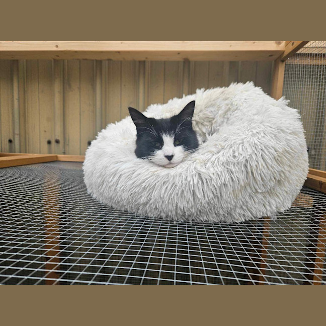 Photo of Oreo